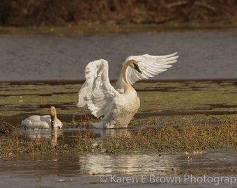 Trumpeter Swan Photograph, Michigan Waterfowl Art Print