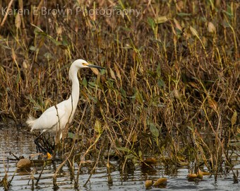 Snowy Egret Photograph, Wetland Nature Art