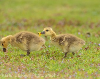 Canada Goose Goslings Photograph, Geese Babies Print, Baby Geese Picture, Waterfowl Photograph, Goose Art, Goose Wall Decor, Nursery Decor