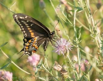 Butterfly Photo, Butterfly Print, Butterfly Picture, Black Swallowtail Butterfly, Butterfly Art, Butterfly Decor, Insect Art, Wildflowers