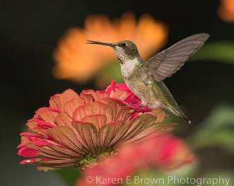Hummingbird Photography, Hummingbird Print, Hummingbird Picture, Hummingbird Art, Hummingbird Wall Decor, Hummingbird and Flowers