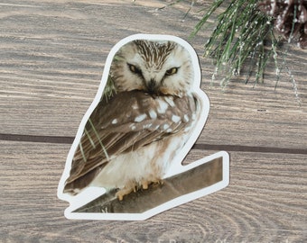 Northern Saw-whet Owl Sticker, Die Cut Owl Sticker, Owl Sticker, Bird Sticker, Wildlife Sticker, Waterproof Vinyl Sticker, Laptop Sticker