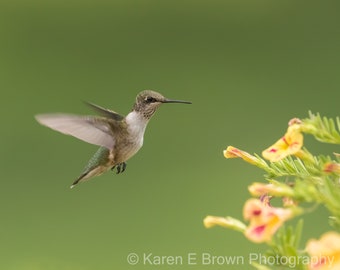 Hummingbird Photography, Hummingbird Print, Hummingbird Art, Ruby-throated Hummingbird, Hummingbird Decor, Bird Photography, Michigan Bird