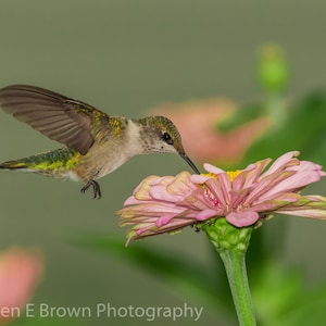 Hummingbird Photo, Photo of a Hummingbird, Hummingbird Print, Hummingbird Picture, Hummingbird Art, Hummingbird Decor, Bird Artwork