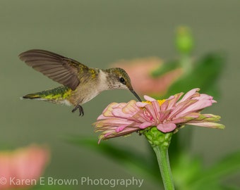 Hummingbird Photo, Photo of a Hummingbird, Hummingbird Print, Hummingbird Picture, Hummingbird Art, Hummingbird Decor, Bird Artwork