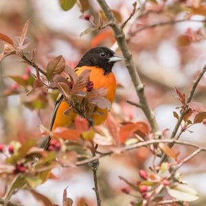 Baltimore Oriole Photo, Baltimore Oriole Picture, Oriole Print, Oriole Art, Oriole Decor, Songbird Print, Nature Print, Bird Photography