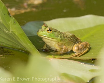 Bullfrog Photo, Bullfrog Print, Photo of a Frog, Frog Picture, Frog Print, Frog Art, Frog Decor, Green Decor, Pondlife, Amphibian Photograph