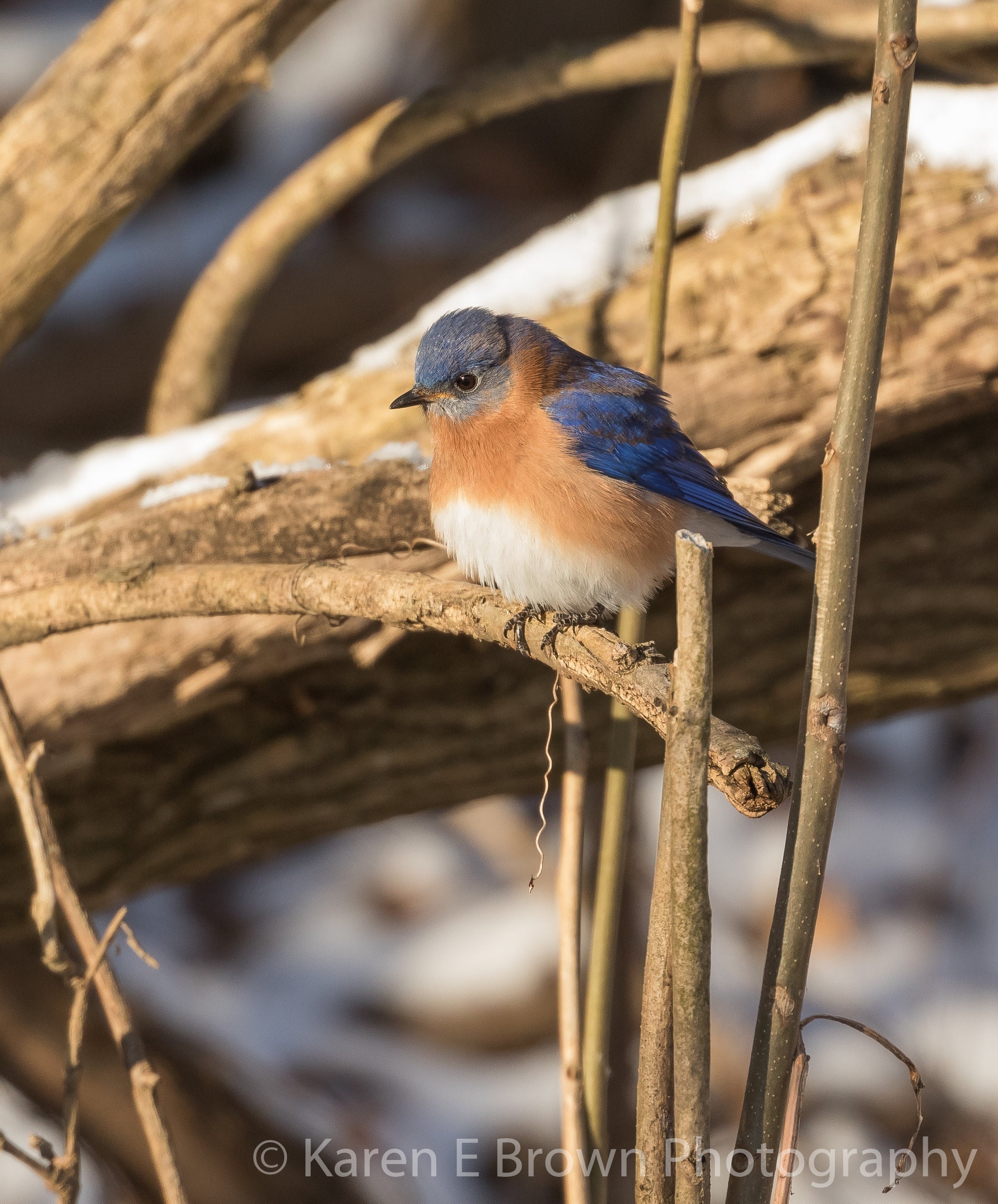 Eastern Bluebird Print Bluebird Photo Bluebird Picture - Etsy