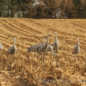 Sandhill Crane Photograph, Sandhill Crane Print, Sandhill Crane Picture, Sandhill Crane Art, Sandhill Crane Art, Crane Decor, Wildlife Art
