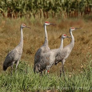Sandhill Crane Photograph, Sandhill Crane Picture, Sandhill Crane Art, Crane Print, Crane Decor, Bird Art, Michigan Birds