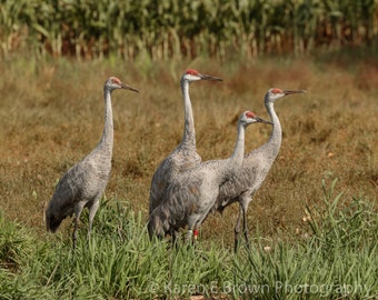 Sandhill Crane Photograph, Sandhill Crane Picture, Sandhill Crane Art, Crane Print, Crane Decor, Bird Art, Michigan Birds