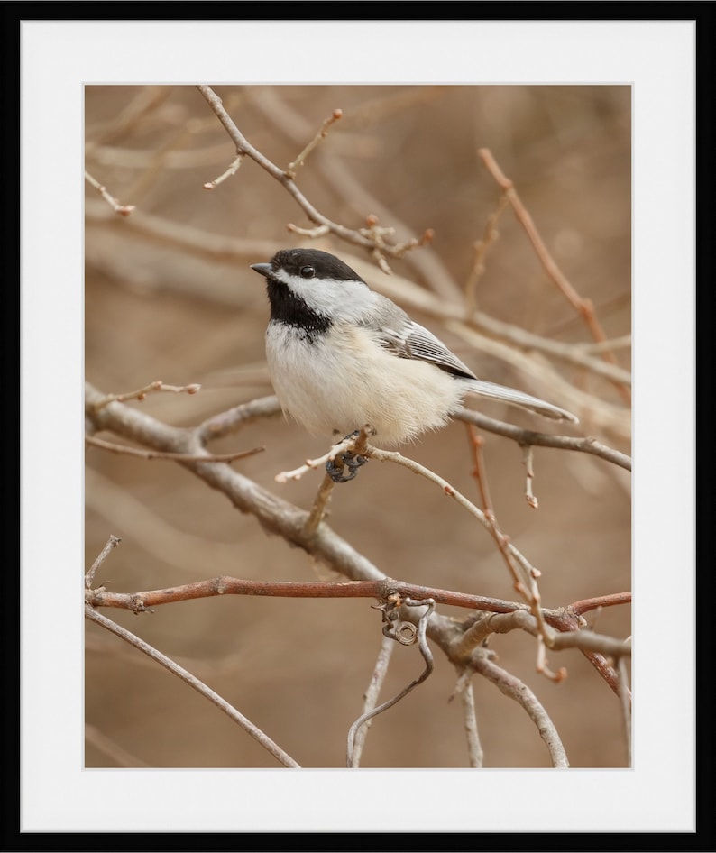 Chickadee Picture Chickadee Print Chickadee D\u00e9cor Chickadee Art Chickadee Photography Songbird Print Black-capped Chickadee