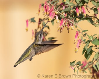 Hummingbird Photography, Hummingbird Picture, Hummingbird Print, Ruby-throated Hummingbird, Hummingbird Art, Hummingbird Decor, Bird Photo