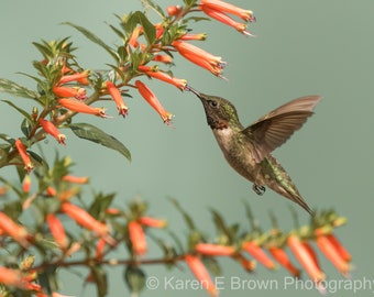 Hummingbird Photo, Hummingbird Print, Hummingbird Picture, Hummingbird Photography, Ruby-throated Hummingbird, Hummingbird Art, Michigan