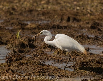 Great Egret Photograph, Great Egret Print, Great Egret Picture, White Egret, White Heron, Wading Bird, Egret Art, Bird Decor, Pondlife