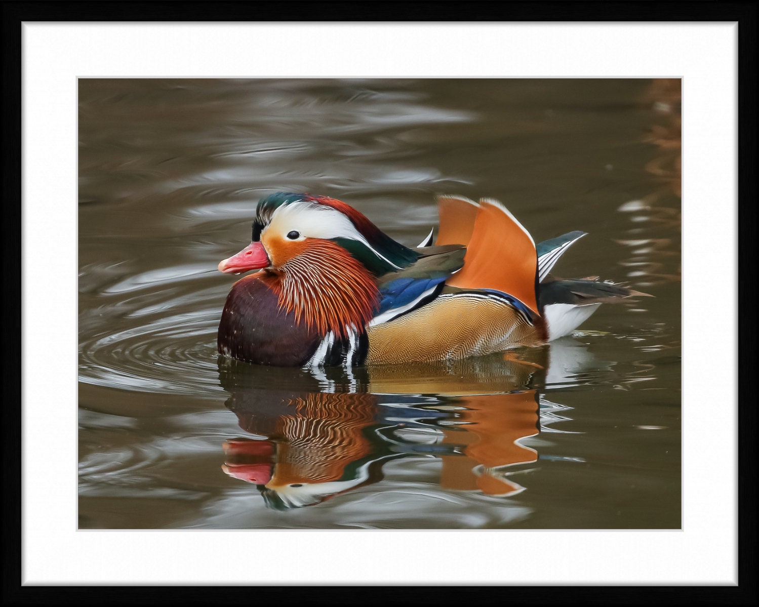 Mandarin Duck Photography, Mandarin Duck Print, Mandarin Duck Photo ...