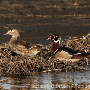Wood Duck Photograph, Wood Duck Picture, Wood Duck Print, Wood Duck Art, Duck Decor, Wood Duck Couple, Duck Photography, Wildlife Art