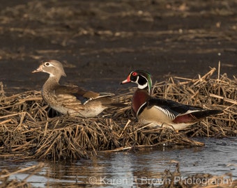 Wood Duck Couple Photograph, Wildlife Art Print