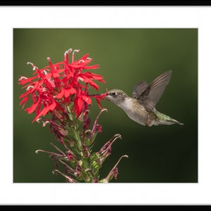 Hummingbird Photography, Hummingbird Print, Hummingbird Art, Ruby-throated Hummingbird, Hummingbird Decor, Red Flowers, Michigan Bird image 2