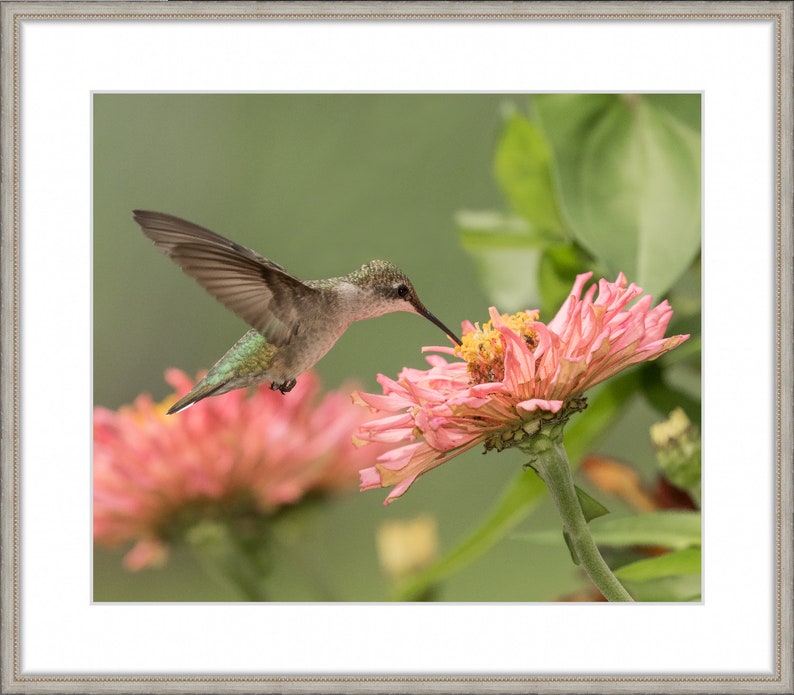 Hummingbird Photography, Hummingbird Picture, Hummingbird Print, Ruby-throated Hummingbird, Hummingbird Art, Hummingbird Decor, Bird Photo image 2