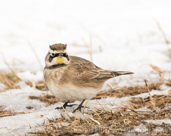 Horned Lark Photo, Horned Lark Picture, Horned Lark Print, Horned Lark Art, Winter Bird Art, Winter Scenery, Bird Photography, Michigan Bird