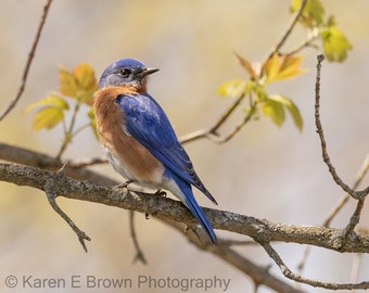 Eastern Bluebird Print, Bluebird Photo, Bluebird Picture, Bluebird Art, Bluebird Decor, Nature Print, Wildlife Fine Art, Michigan Bird