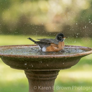 American Robin Photo, Robin Print, Robin Picture, Robin Art, Bird Photography, Bird in Water, Bathing Bird Photo, Bird Wall Decor, NatureArt