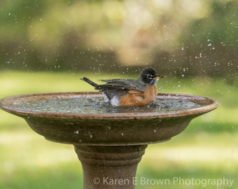 American Robin Photo, Robin Print, Robin Picture, Robin Art, Bird Photography, Bird in Water, Bathing Bird Photo, Bird Wall Decor, NatureArt