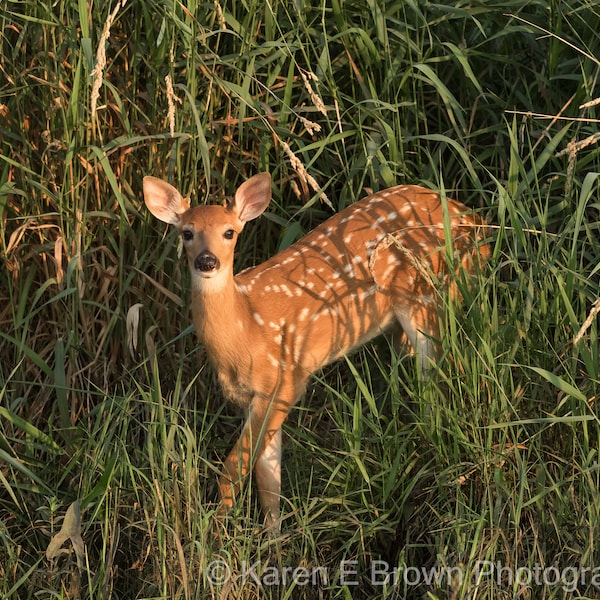 Fawn Photograph, Deer Picture, White-tailed Deer, Fawn Picture, Deer Art, Wildlife Photograph, Deer Decor, Rustic Decor, Michigan Nature