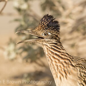 May include: A close-up of a roadrunner with its mouth open, showing its long, sharp beak. The bird has brown and black feathers with a distinctive crest on its head. The background is blurred, suggesting a natural setting.