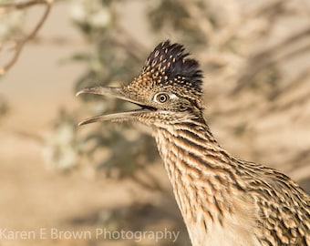 Roadrunner Bird Photo, Roadrunner Print, Roadrunner Picture, Roadrunner Portrait, Roadrunner Art, Roadrunner Decor, Desert Bird