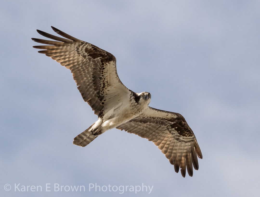 Osprey Photography, Osprey Picture, Osprey Print, Osprey Art, Osprey ...