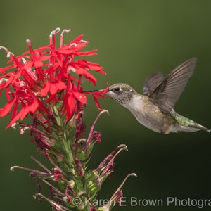 Hummingbird Photography, Hummingbird Print, Hummingbird Art, Ruby-throated Hummingbird, Hummingbird Decor, Red Flowers, Michigan Bird image 1