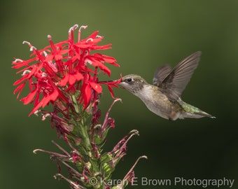 Hummingbird Photography, Hummingbird Print, Hummingbird Art, Ruby-throated Hummingbird, Hummingbird Decor, Red Flowers, Michigan Bird