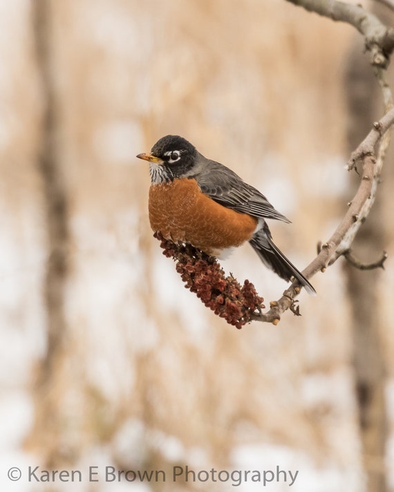 Robin Photo, Robin Print, American Robin Picture, Robin Bird, Robin Art,  Robin Decor, Nature Art, Wildlife Art, Michigan Bird