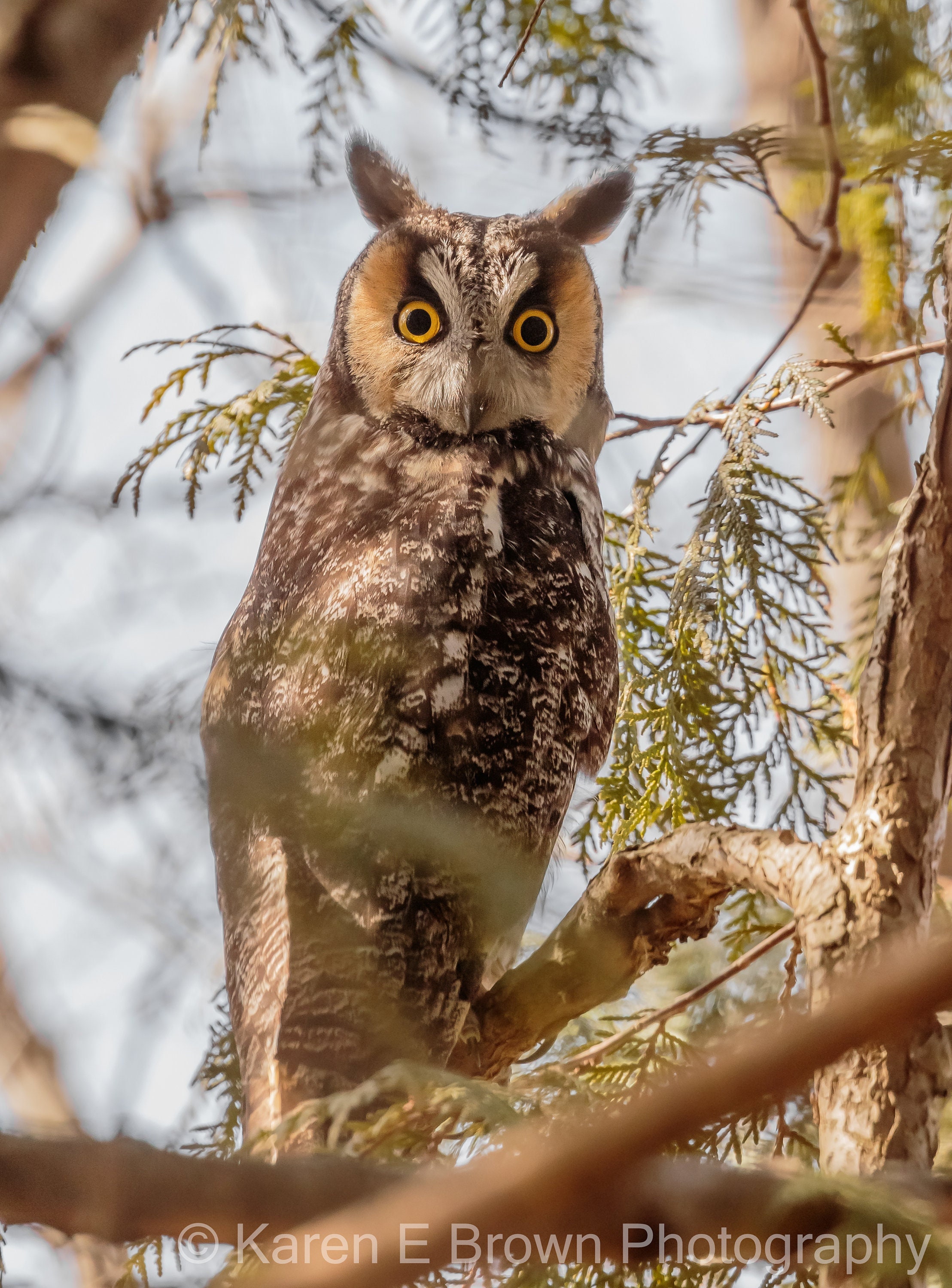 Owl Photography, Long-eared Owl Picture, Owl Photo, Owl Art, Owl Decor, Owl Nature Print, Bird of Pr
