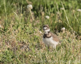 Killdeer Photo, Killdeer Picture, Killdeer Print, Baby Killdeer, Killdeer Chick, Shorebird Print, Baby Bird, Nature Art, Nursery Decor