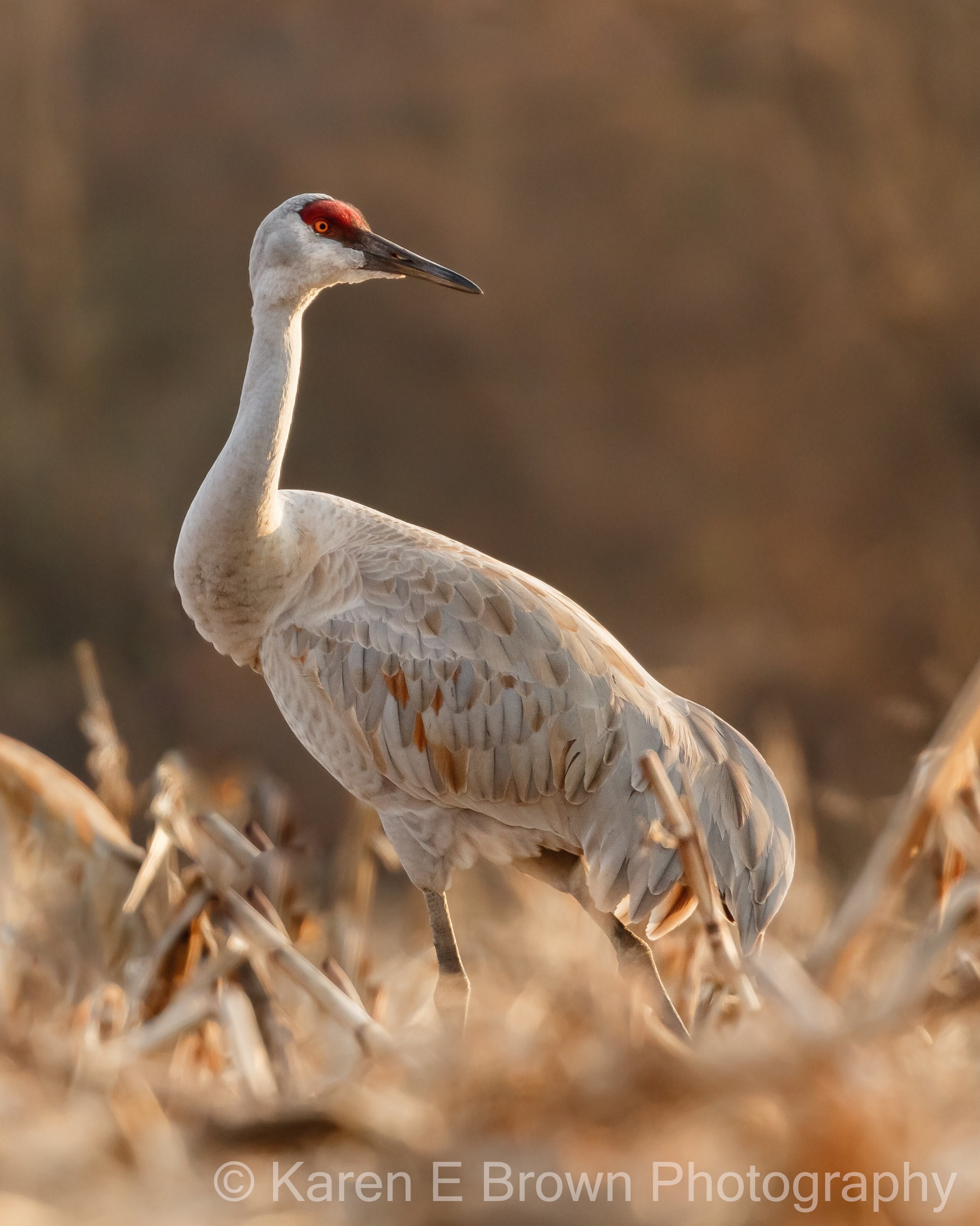 Sandhill Crane Photo, Sandhill Crane Print,
