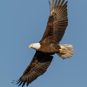 Bald Eagle Photo, Bald Eagle Picture, Eagle Photography, Flying Eagle, Bird of Prey, Eagle Decor, Iowa Eagle, Mississippi River Eagle