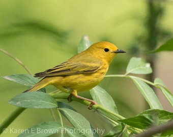 Warbler Photography, Yellow Warbler Print, Yellow Warbler Picture, Yellow Warbler Photo, Yellow Bird Photo, Warbler Art, Bird Decor