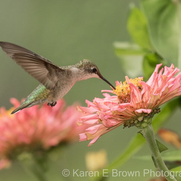 Hummingbird Photography, Hummingbird Picture, Hummingbird Print, Ruby-throated Hummingbird, Hummingbird Art, Hummingbird Decor, Bird Photo