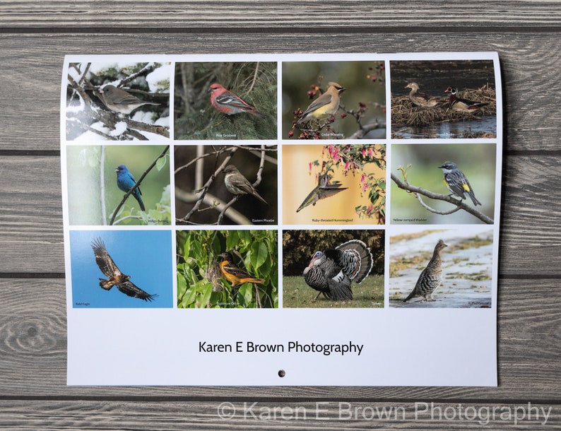 2024 Bird Wall Calendar, Songbird Calendar, Michigan Birds Calendar, Eastern Birds Calendar, Nature Calendar, Bird Photography Calendar image 2