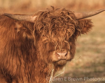 Scottish Highland Cow Photography, Highland Cow Picture, Highland Cow Art, Red Cow, Rustic Decor, Bovine Photo, Shaggy Cow, Farm Animal Art