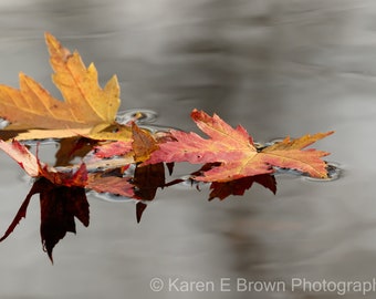 Fall Leaves Photo, Fall Color Photography, Fall Leaves Print, Autumn Leaves on Water Print, Leaves and Water Print, Fall Leaves Decor