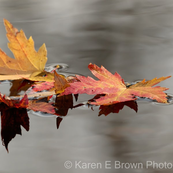 Fall Leaves Photo, Fall Color Photography, Fall Leaves Print, Autumn Leaves on Water Print, Leaves and Water Print, Fall Leaves Decor