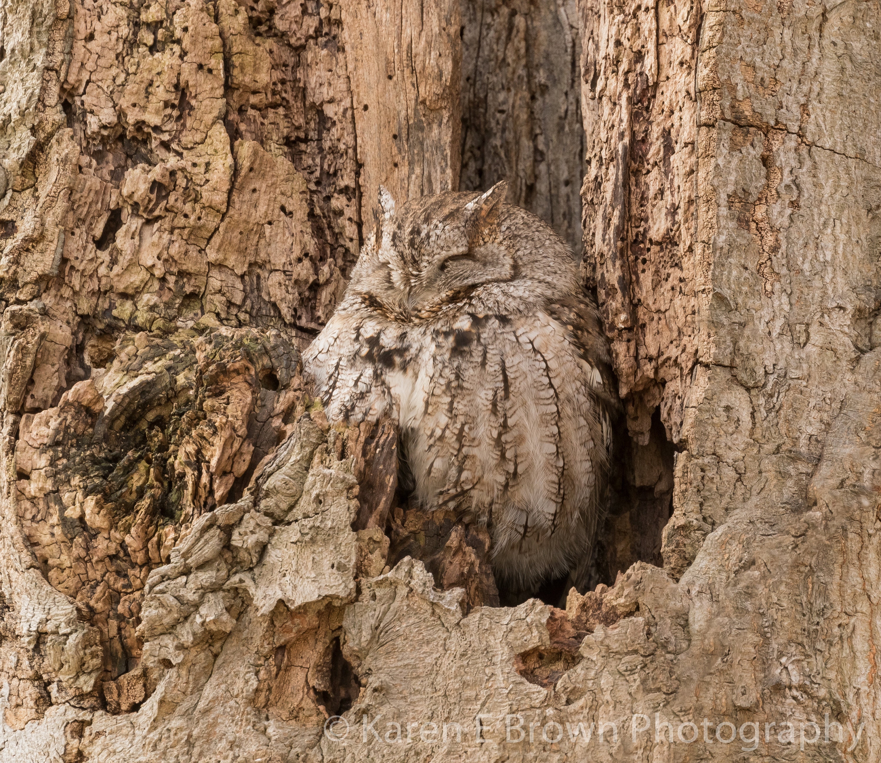 Eastern Screech Owl Photograph, Bird of Prey Art Print