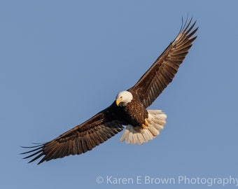 Bald Eagle Photo, Bald Eagle Print, Bald Eagle Picture, Eagle Photography, Bird of Prey Photo, Eagle Decor, Wildlife Art, Iowa Eagle