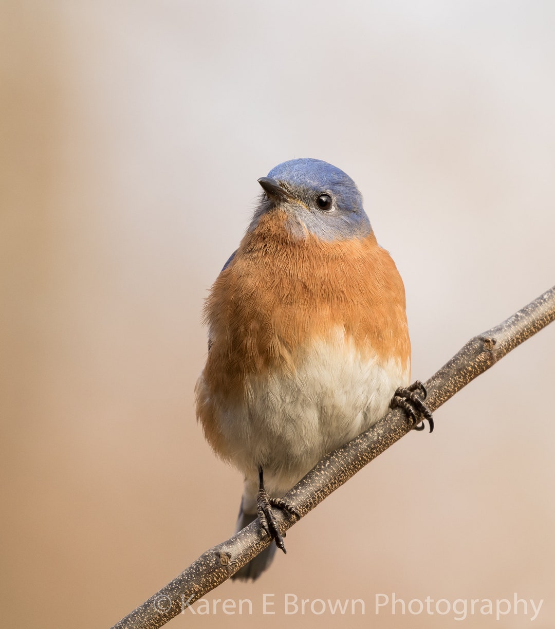 Bluebird Photo, Bluebird Print, Bluebird Picture, Eastern Bluebird ...