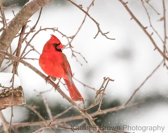 Northern Cardinal in Snow Photograph, Winter Bird Print