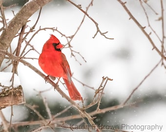 Cardinal Photography, Cardinal Picture, Cardinal Print, Northern Cardinal Photo, Cardinal in Snow, Winter Cardinal, Michigan Bird